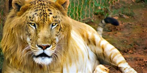 hybrids animals.